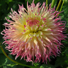 Load image into Gallery viewer, Hapet Perfekt Dahlia Tuber - HPKT
