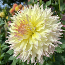 Load image into Gallery viewer, Citron Du Cap Dahlia Tuber - CTDC