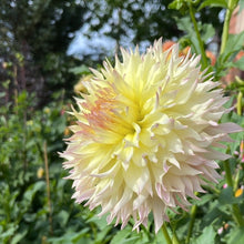 Load image into Gallery viewer, Citron Du Cap Dahlia Tuber - CTDC