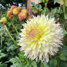 Load image into Gallery viewer, Citron Du Cap Dahlia Tuber - CTDC