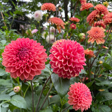 Load image into Gallery viewer, Camano Roo Dahlia Tuber - CMRO