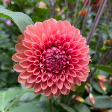 Load image into Gallery viewer, Camano Roo Dahlia Tuber - CMRO