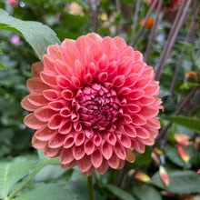 Load image into Gallery viewer, Camano Roo Dahlia Tuber - CMRO