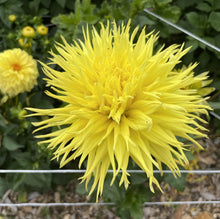 Load image into Gallery viewer, Encore Dahlia Tuber - ENC