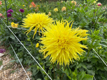 Load image into Gallery viewer, Encore Dahlia Tuber - ENC