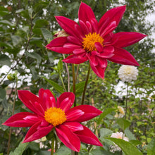Load image into Gallery viewer, Mars Dahlia Tuber - MAR