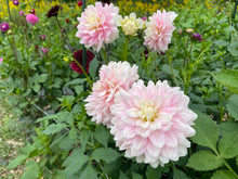 Load image into Gallery viewer, Chilson's Pride Dahlia Tuber - CHIL