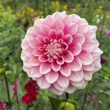 Load image into Gallery viewer, Bowser Denyse Dahlia Tuber - BWDN