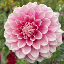 Load image into Gallery viewer, Bowser Denyse Dahlia Tuber - BWDN