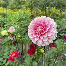 Load image into Gallery viewer, Bowser Denyse Dahlia Tuber - BWDN