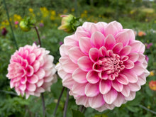 Load image into Gallery viewer, Bowser Denyse Dahlia Tuber - BWDN