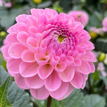Load image into Gallery viewer, Wizard of Oz Dahlia Tuber - WOZ