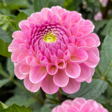 Load image into Gallery viewer, Wizard of Oz Dahlia Tuber - WOZ