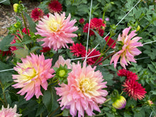 Load image into Gallery viewer, Miss Teagan Dahlia Tuber - MSTG