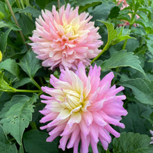 Load image into Gallery viewer, Miss Teagan Dahlia Tuber - MSTG