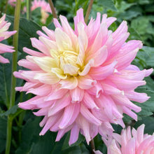 Load image into Gallery viewer, Miss Teagan Dahlia Tuber - MSTG