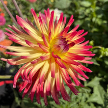 Load image into Gallery viewer, Weston Spanish Dancer Dahlia Tuber - WTSD