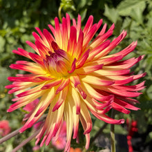 Load image into Gallery viewer, Weston Spanish Dancer Dahlia Tuber - WTSD