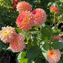 Load image into Gallery viewer, Alpen Sundown Dahlia Tuber - ALPSD