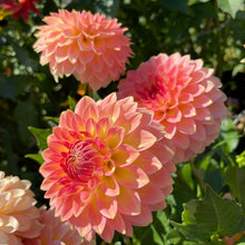Load image into Gallery viewer, Alpen Sundown Dahlia Tuber - ALPSD