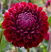 Load image into Gallery viewer, Jessie G Dahlia Tuber - JSG