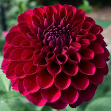 Load image into Gallery viewer, Jessie G Dahlia Tuber - JSG