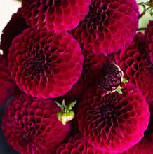Load image into Gallery viewer, Jessie G Dahlia Tuber - JSG