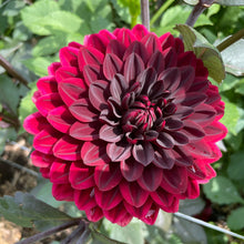 Load image into Gallery viewer, Karma Choc Dahlia Tuber - KRM