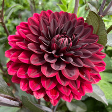 Load image into Gallery viewer, Karma Choc Dahlia Tuber - KRM