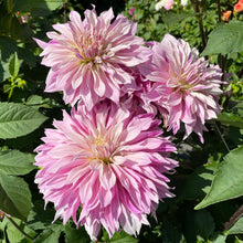 Load image into Gallery viewer, Labyrinth Two Tone Dahlia Tuber - LABT