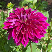 Load image into Gallery viewer, Le Baron Dahlia Tuber - BAR