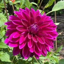 Load image into Gallery viewer, Le Baron Dahlia Tuber - BAR