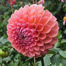 Load image into Gallery viewer, Linda's Baby Dahlia Tuber - LINB