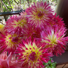 Load image into Gallery viewer, Lindsay Michelle Dahlia Tuber - LIN