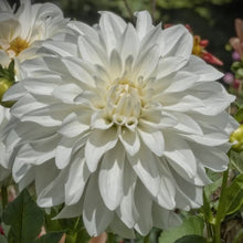 Load image into Gallery viewer, Lady Liberty Dahlia Tuber - LLBT