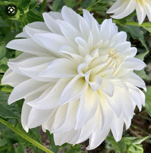 Load image into Gallery viewer, Lady Liberty Dahlia Tuber - LLBT