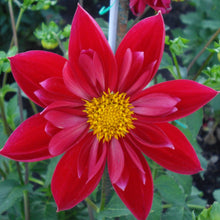 Load image into Gallery viewer, Mars Dahlia Tuber - MAR