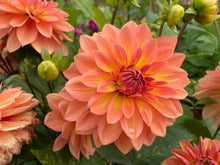 Load image into Gallery viewer, Nicholas Dahlia Tuber - NIC