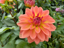 Load image into Gallery viewer, Nicholas Dahlia Tuber - NIC