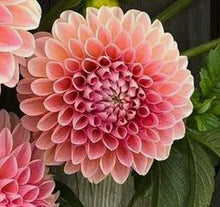Load image into Gallery viewer, Nathalie G Dahlia Tuber - NATG