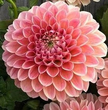 Load image into Gallery viewer, Nathalie G Dahlia Tuber - NATG