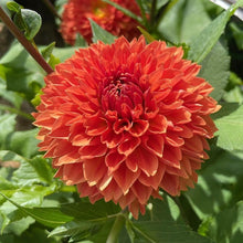 Load image into Gallery viewer, Orange Impact Dahlia Tuber - ORIM