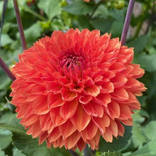 Load image into Gallery viewer, Orange Impact Dahlia Tuber - ORIM