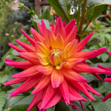 Load image into Gallery viewer, Rainbow Silence Dahlia Tuber - RBSL