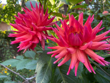 Load image into Gallery viewer, Rainbow Silence Dahlia Tuber - RBSL