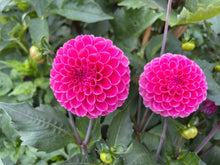 Load image into Gallery viewer, Rebecca Lynn Dahlia Tuber - RLYN