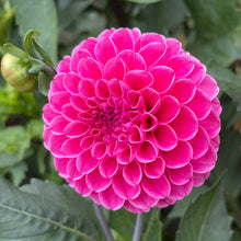 Load image into Gallery viewer, Rebecca Lynn Dahlia Tuber - RLYN