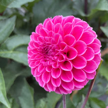 Load image into Gallery viewer, Rebecca Lynn Dahlia Tuber - RLYN