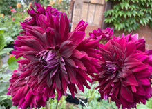Load image into Gallery viewer, Rip City Dahlia Tuber -RIP