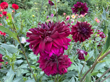 Load image into Gallery viewer, Rip City Dahlia Tuber -RIP